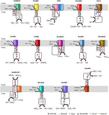 The Ion-Translocating NrfD-Like Subunit of Energy-Transducing Membrane Complexes